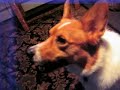 liquid george the imfamous howl