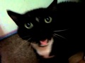 Darenzia's Cat Is Possessed By Satan