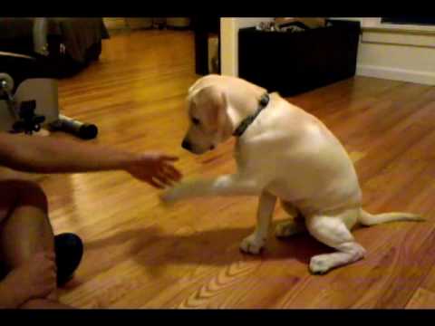 how to care one month labrador puppy