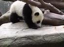 Pandas at San Diego Zoo Pandas at San Diego Zoo