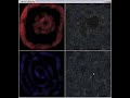 Particle flow warping - tutorial Particle flow warping - tutorial