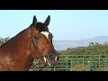 9 year old Swedish Warmblood by a Westphalian sire.  16 hands, very scopey, always wins the hack.  Eligible for 1st year green.  Not shown regularly since 2005, but was Champion or Reserve in the AA Hunters each of the three times he was shown in 2006.  This horse is gorgeous but spooky, so his owner needs to be a talented, confident rider.  There is another video of Landmark jumping 3'6