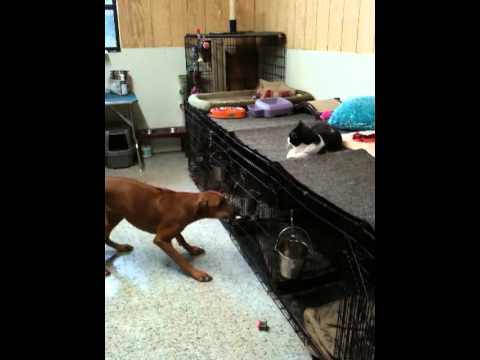 dominoes rules dominoes rules