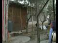 videos de Video Rondini gatti e galletti