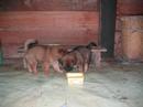Arod Pets Arod Pets