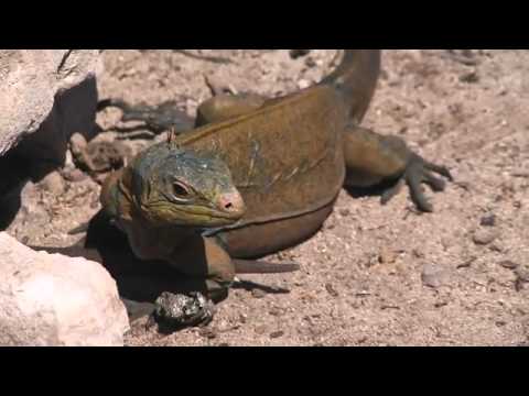 YouTube reptile video