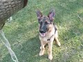 Larocque vom Haus Hutfeld 5.5months