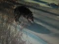 Coyote Vs Mink