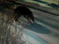 Coyote-Vs-Mink