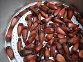 Brazilian Pine Seeds