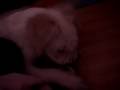 Natassja Mauling Santa Bear