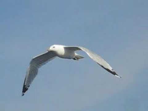 Seagull in flight follow-cam
