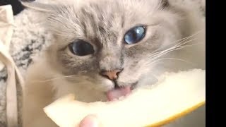 Adorable Birman Cat Charlie Loves To Eat Foods : バーマン