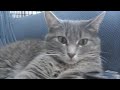 My Cats Don't Do Anything