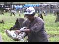 videos de Danny's chicken farm!!!