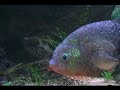 PIRANHA's Best Video - Pygocentrus piraya cariba rb's