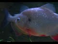 PIRANHA\ PIRANHA\