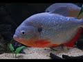 PIRANHA's Best Video - Pygocentrus piraya cariba rb's