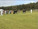 Richtsje W. Stamboek keuring 2008