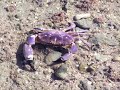 Crab self mutilating Cangrejo cortandose... Crab self mutilating Cangrejo cortandose...