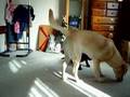 Labrador Retriever video