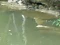 Tilapia, that\