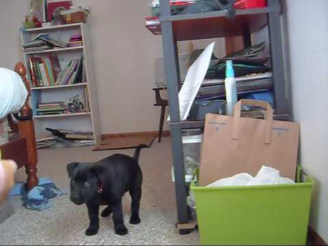 nika retrieve training ~ 7 week old lab puppy