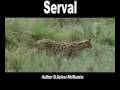Serval Tiere Animals Natur SelMcKenzie Selzer-McKenzie