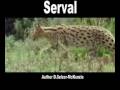 Serval Tiere Animals Natur SelMcKenzie Selzer-McKenzie