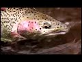 Alaskan Big Rainbow - Fly Fishing - Seasons On The Fly