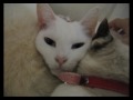 猫使い家の猫だんご( ＾ω＾ ) (BGMあり)