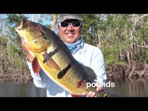 Pea Cock bass fishing