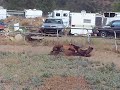 Click here to watch this video Mr. Wolverine enjoying retirement