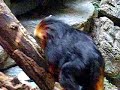 Golden Lion Tamarin