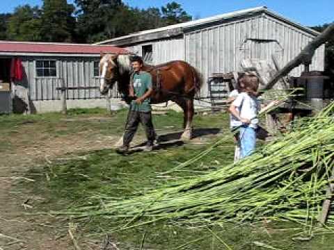 how to harvest molasses