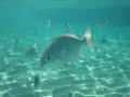 Snorkeling West Bay part 5, Roatan, Honduras
