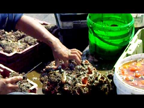 how to harvest iodine