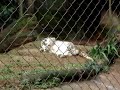 leopardo da neve rouba a cena