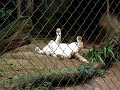 leopardo da neve rouba a cena