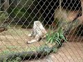 leopardo da neve rouba a cena
