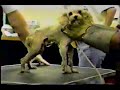 pro vie animal   partie 4
