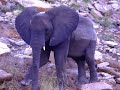 Kariba Sanyati  Elephants
