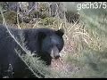 Bear in my Deer Stand