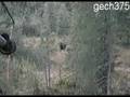 Bear in my Deer Stand