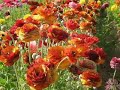 Flower Fields Carlsbad 2007