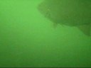 MONSTER Smallmouth Bass MONSTER Smallmouth Bass