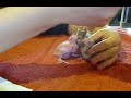 Handfeeding baby cockatiels