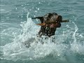 Dobermann