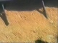 Train derails on camera