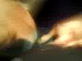 neckle gang puppy pits playin 4monf tonk.wd25